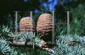 Picture of Cedrus libani ssp. atlantica 