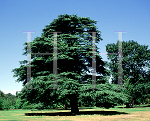 Picture of Cedrus libani 