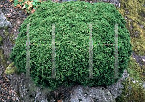 Picture of Chamaecyparis obtusa 'Flabelliformis'