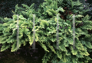 Picture of Polypodium vulgare 'Cornubiense'