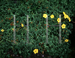 Picture of Potentilla cuneata 