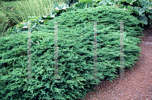 Picture of Juniperus sabina 'Tamariscifolia Glauca'