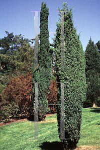 Picture of Juniperus communis 'Suecica'