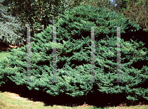 Picture of Juniperus virginiana 'Tripartita'