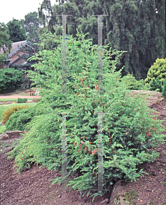Picture of Juniperus oxycedrus ssp. macrocarpa 