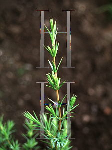 Picture of Juniperus oxycedrus ssp. macrocarpa 