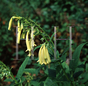 Picture of Phygelius aequalis 'Yellow Trumpet'