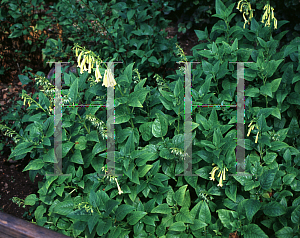 Picture of Phygelius aequalis 'Yellow Trumpet'