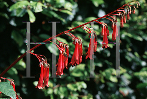 Picture of Phygelius aequalis 'Cedrec Morris'