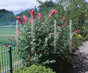 Picture of Buddleia davidii 