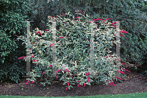 Picture of Buddleia davidii 'Harlequin'