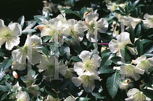 Picture of Eucryphia glutinosa 