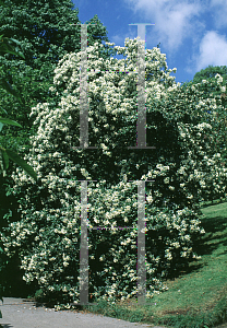 Picture of Eucryphia glutinosa 