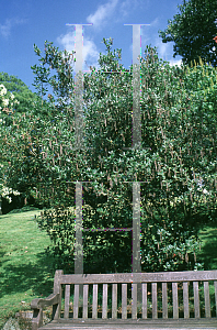 Picture of Garrya elliptica 