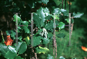 Picture of Garrya elliptica 