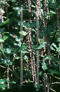 Picture of Garrya elliptica 