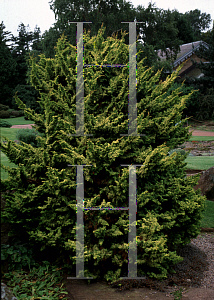 Picture of Chamaecyparis obtusa 'Tetracona Aurea'