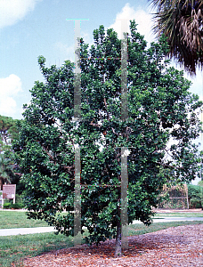 Picture of Krugiodendron ferreum 