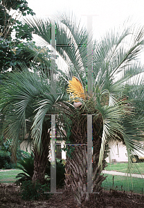 Picture of Butia capitata 