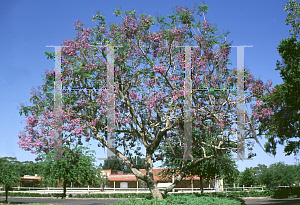 Picture of Jacaranda mimosifolia 