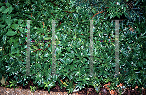 Picture of Sarcococca hookeriana var. humilis 