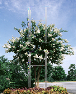 Picture of Lagerstroemia x 'Natchez'