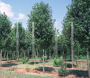 Picture of Pyrus calleryana 'Chanticleer'