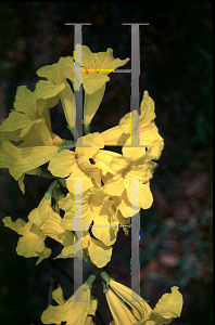 Picture of Tabebuia chrysotricha 