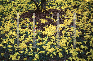 Picture of Tabebuia chrysotricha 