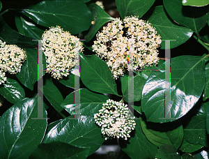 Picture of Viburnum odoratissimum var. awabuki 