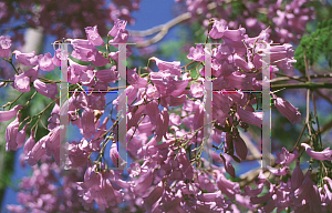 Picture of Jacaranda mimosifolia 