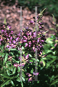 Picture of Millettia taiwanensis 