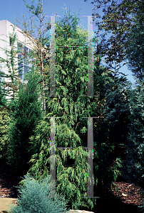 Picture of Cupressus funebris 