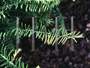 Picture of Cephalotaxus harringtonia 'Prostrata'