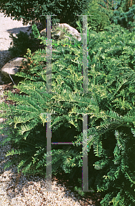 Picture of Cephalotaxus harringtonia 'Prostrata'