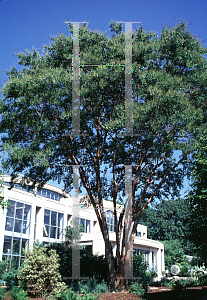 Picture of Lagerstroemia fauriei 