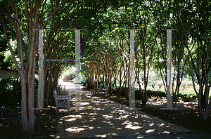 Picture of Lagerstroemia x 'Natchez'