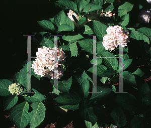 Picture of Hydrangea macrophylla 'Madame Emile Mouillere'