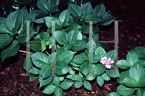 Picture of Hydrangea macrophylla 'Blue Wave'