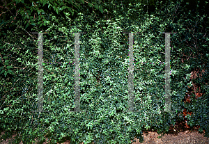 Picture of Serissa foetida 'Variegata'