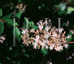 Picture of Abelia chinensis 