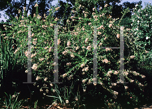 Picture of Abelia chinensis 