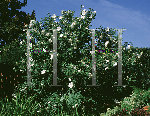 Picture of Hibiscus syriacus 'Diana'