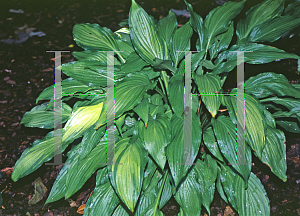 Picture of Hosta  'Spritzer'