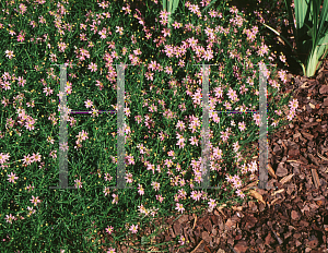 Picture of Coreopsis rosea 