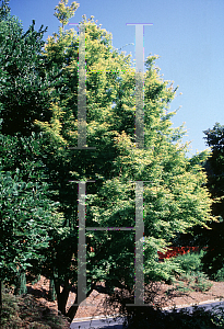 Picture of Acer palmatum 'Sango kaku'