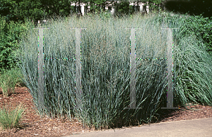 Picture of Panicum virgatum 'Heavy Metal'