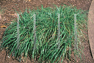 Picture of Pennisetum alopecuroides 'Moudry'