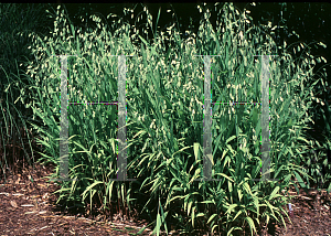 Picture of Chasmanthium latifolium 