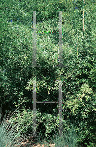 Picture of Bambusa multiplex 